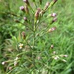 Symphyotrichum subulatum Хабит