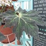 Begonia heracleifolia 叶