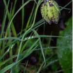 Fritillaria cirrhosa Λουλούδι