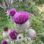 Cirsium eriophorumFlower