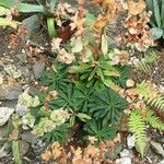 Euphorbia amygdaloides Folha