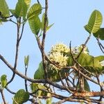 Macoubea guianensis Цвят