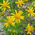 Senecio ampullaceus Flower