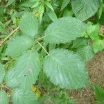 Rubus platyacanthus Otro