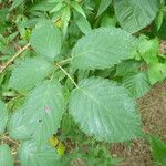 Rubus platyacanthus 其他