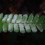 Adiantum vogelii Blatt