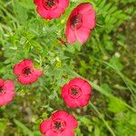 Linum decumbens