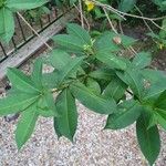 Allamanda schottii Leaf