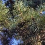 Pinus nigraLeaf