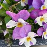 Viola tricolor Sonstige