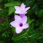 Cryptostegia madagascariensis Virág