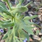 Cynoglossum creticum Leaf