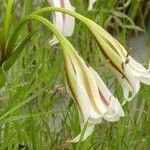 Crinum ornatum Flor