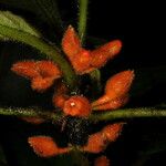 Besleria columneoides Fruitua