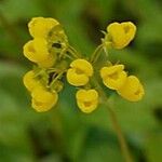 Calceolaria filicaulis Λουλούδι