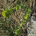 Euphorbia palustris പുഷ്പം