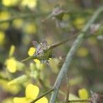 Bunias erucago Fruit