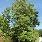 Catalpa bungei Habitus