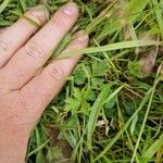 Ranunculus repens Leaf