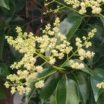 Ligustrum lucidumKukka