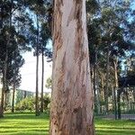 Eucalyptus globulus বাকল
