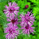 Vernonia noveboracensis Flower