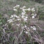 Galium glaucum Pokrój