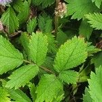 Astilbe rubra Leaf