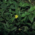 Hypoxis decumbens Plante entière