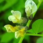 Vicia sepium Blomst