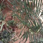 Zamia integrifolia পাতা