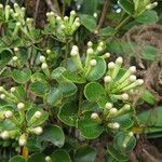 Syzygium deplanchei Hábito