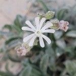 Silene nicaeensis Λουλούδι
