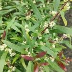 Hakea salicifolia Blatt