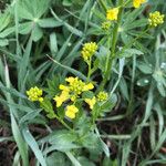 Barbarea vulgaris Flower