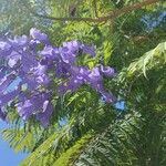 Jacaranda mimosifoliaBlüte