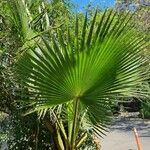 Washingtonia robusta পাতা