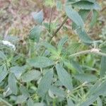 Medicago sativa Levél