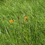 Crepis aurea Çiçek