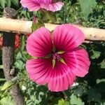 Malva trimestrisBlomst