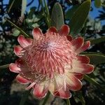 Protea cynaroides ফুল