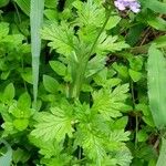 Verbena lilloana