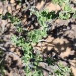 Solanum umbelliferum Hoja