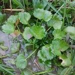 Ranunculus muricatus Habit