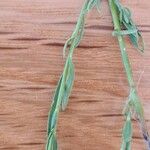 Linum maritimum Feuille