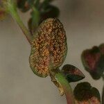 Euphorbia prostrata Fruit