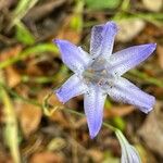 Triteleia laxa പുഷ്പം