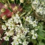 Asclepias verticillata Fleur