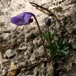 Viola pinnata Habit