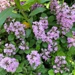 Ajuga pyramidalis Fleur